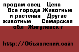  продам овец › Цена ­ 100 - Все города Животные и растения » Другие животные   . Самарская обл.,Жигулевск г.